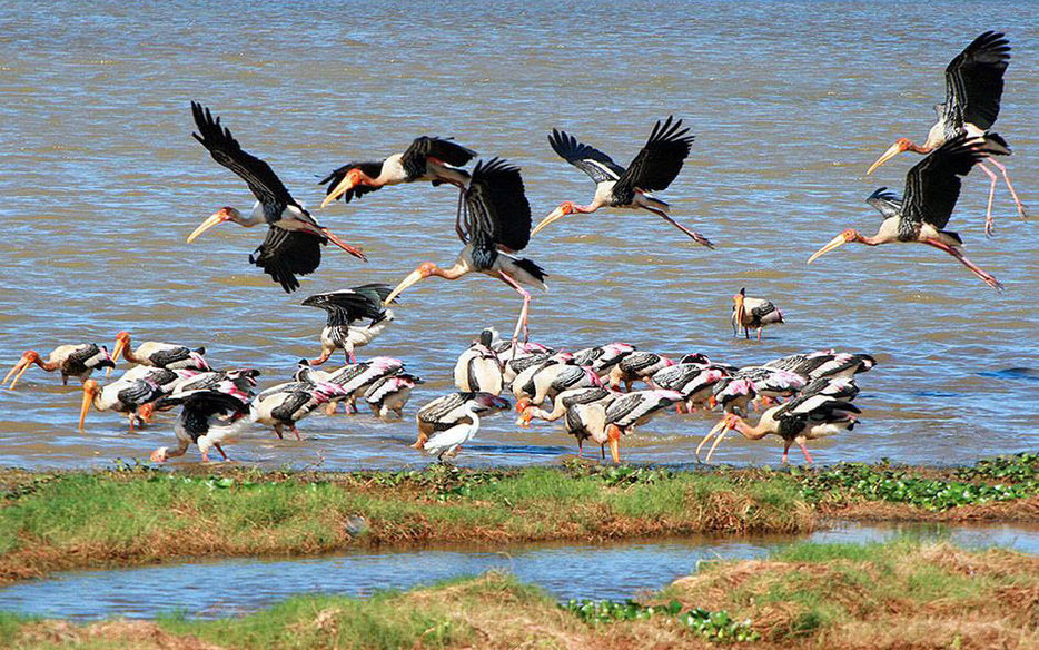Kalametiya Bird Sanctuary