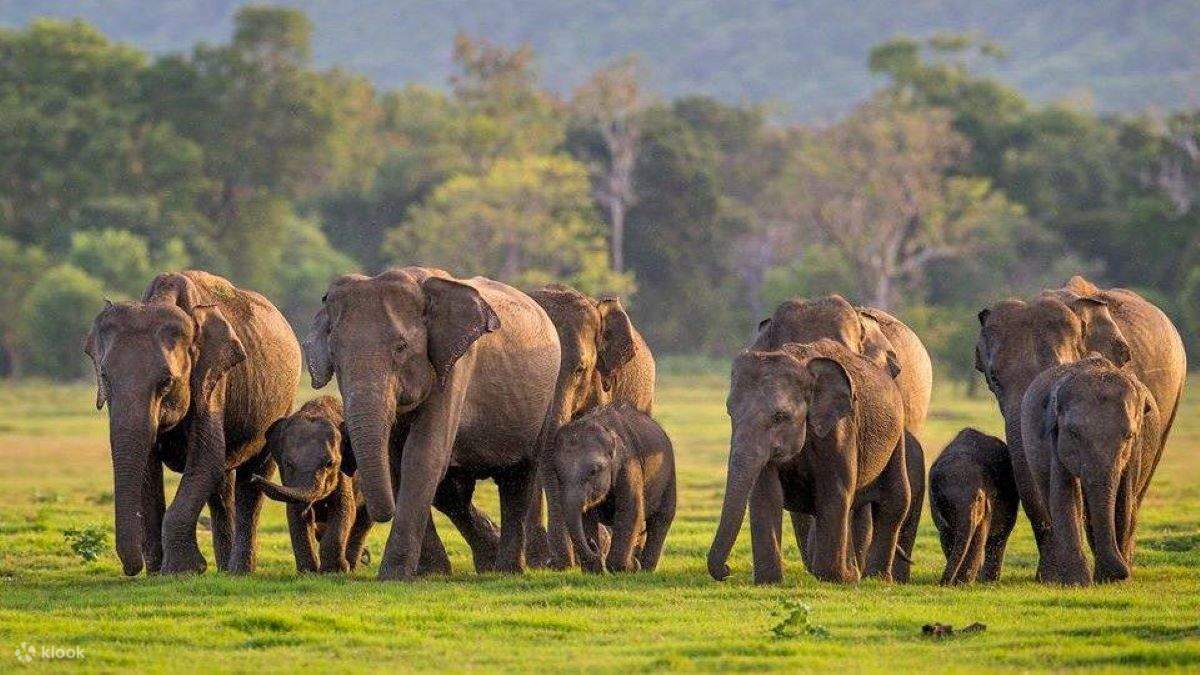 Cultural Triangle & Wildlife Tour