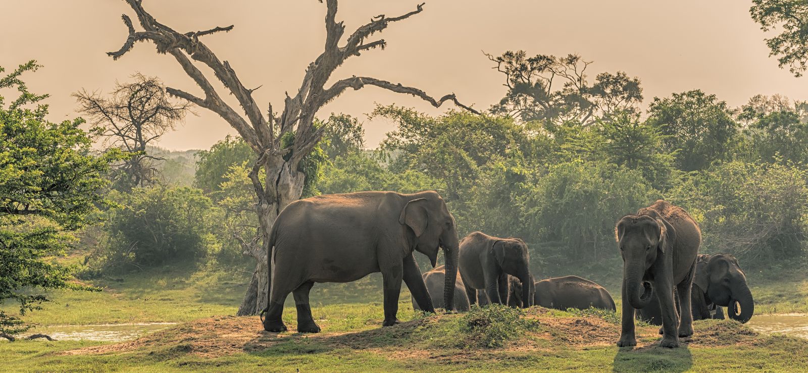 Pottuvil Lagoon Safari & Sunset Elephant Rock Experience