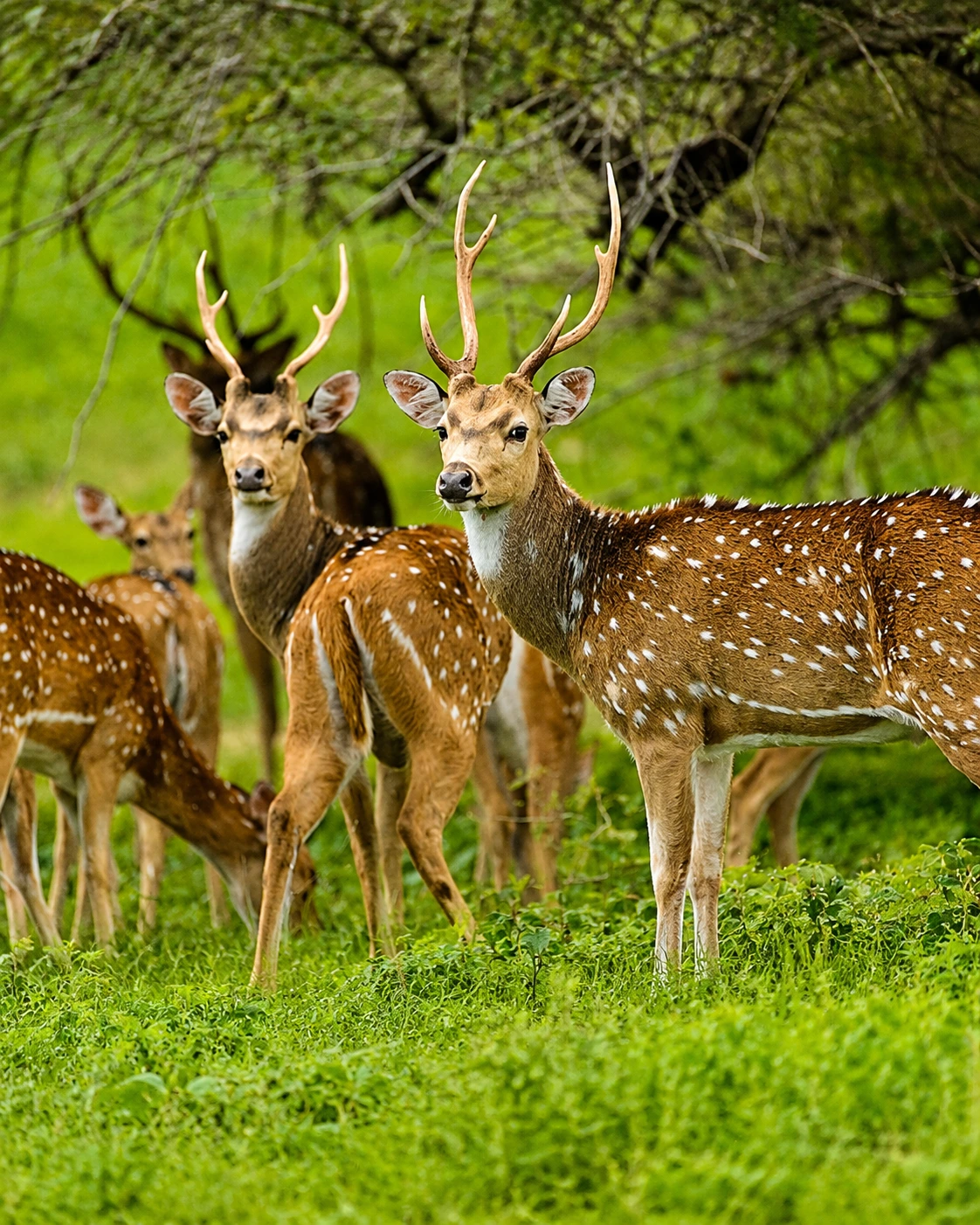 Wilpattu Safari & Anuradhapura Day Tour