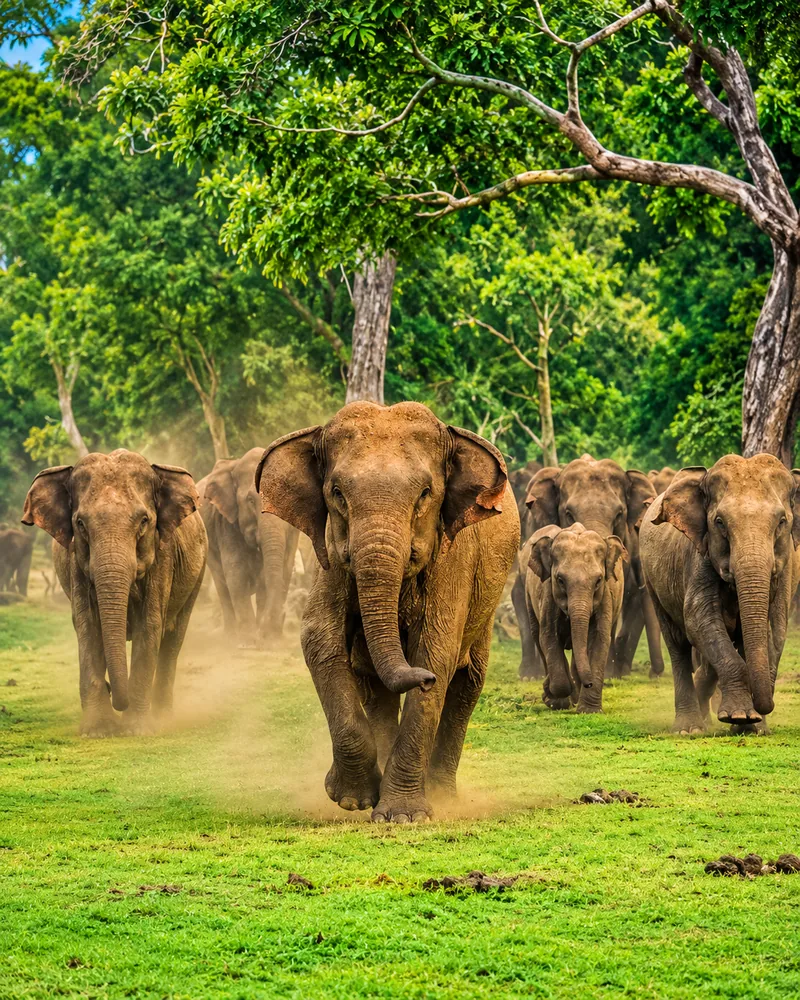 Udawalawe National Park