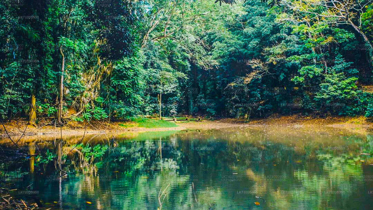 Udawattakele Forest Reserve