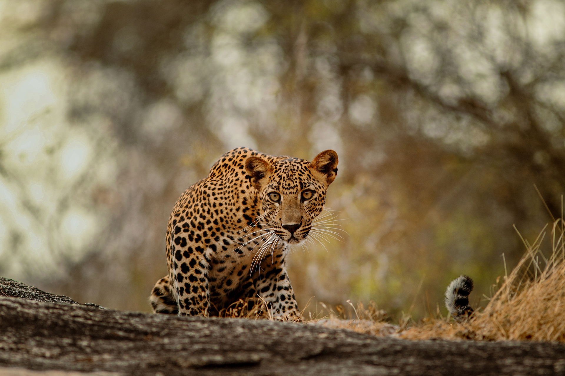 Wild Sri Lanka Camping & Adventure